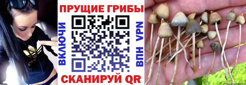 закладка  Лосино-Петровский  Галлюциногенные грибы ЛСД 